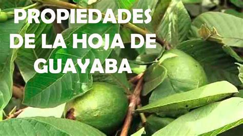 Propiedades De La Hoja De Guayaba Para La Salud Beneficios