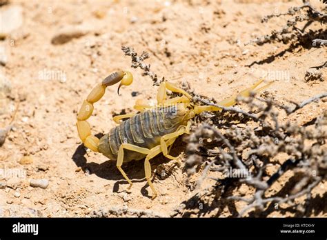 Escorpión deathstalker desde el desierto de Negev en busca de refugio