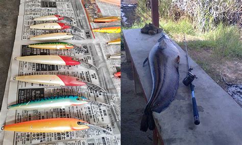 Soal Jawab Mancing Apa Dia Lure Terbaik Untuk Tapah Umpan