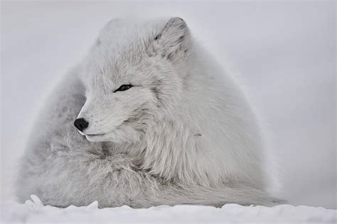 Why You Should Consider an Arctic Fox as Your Next Pet