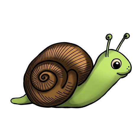 Snail Drawing Easy Steps The Graphics Fairy