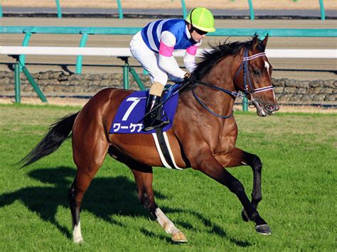 【新潟記念想定】重賞3勝馬カデナ、3歳馬ワーケア、中日新聞杯覇者サトノガーネットなど19頭 競馬ニュース Netkeiba