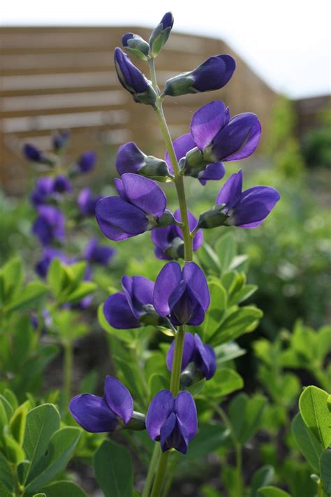 Blue Wild Indigo Baptisia Australis Is A Native Plant With Beautiful