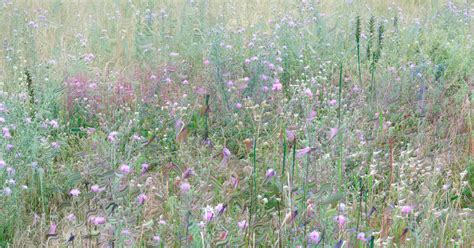 Works Meadow Purdy Hicks Gallery