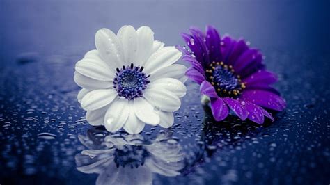 Purple White And Purple Flowers During Snowdrops HD Purple Wallpapers ...