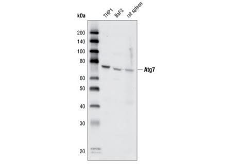 Atg Antibody Cell Signaling Technology