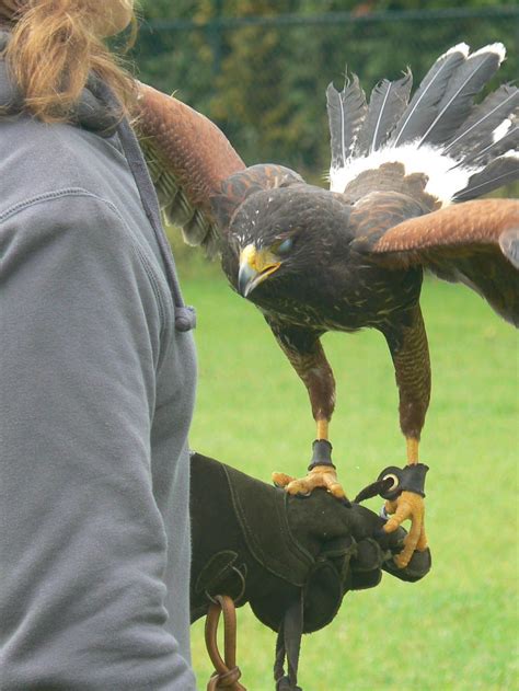 Falconry Training