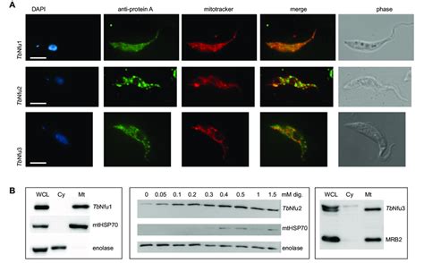 Localisation Of Trypanosoma Brucei Tb Nfus In Procyclic Form Cells