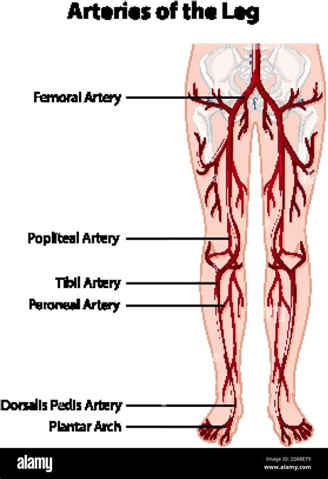 Diagram Of Veins In Legs