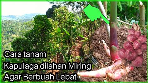 Agar Berbuah Lebat Cara Tanam Kapulaga Dilahan Miring 2 Bibit Satu