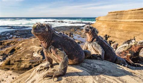 Top 10 Galapagos Islands Animals & Wildlife Spotting Tips - Rainforest Cruises