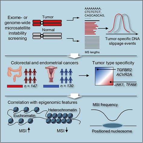 The Landscape Of Microsatellite Instability In Colorectal And