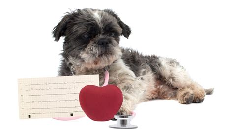 Congestive Heart Failure in Dogs: 10 Things Pet Owners MUST Do