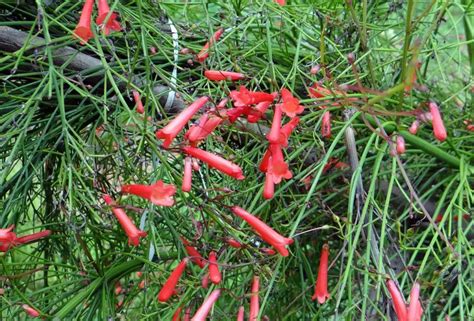 Russelia Russelia A To Z Flowers