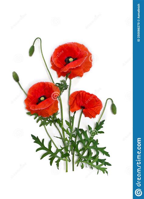 Flowers Red Poppy And Buds Papaver Rhoeas Corn Poppy Corn Rose Field