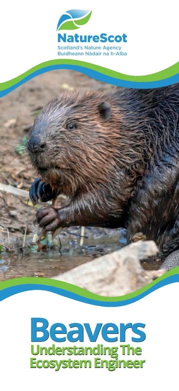 Beavers Understanding The Ecosystem Engineer Leaflet Naturescot