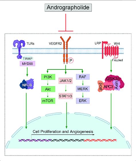 Diagram Representing The Immunomodulatory Role Of Andrographolide On