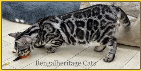 Bengal Kitten For Sale Bengalheritage Cats Bengal Cats