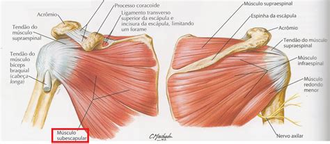 Resumo sobre músculos do ombro deltóide supraespinhal infraespinhal