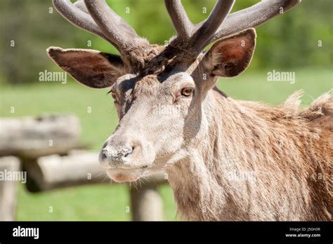 Beautiful Deer Portrait Stock Photo Alamy
