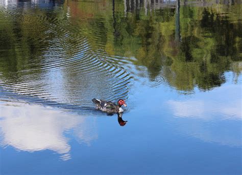 Fotos Gratis Agua Naturaleza P Jaro Lago R O Estanque Fauna