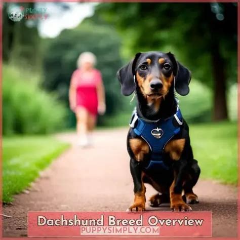 Are Dachshunds Good Service Dogs Temperament Training Tips And Tasks