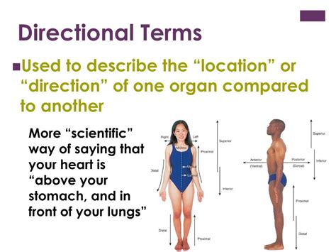 Directional Terms And Examples