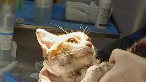 Fiaccolata Per Il Gattino Scuoiato Vivo Ad Angri I Volontari