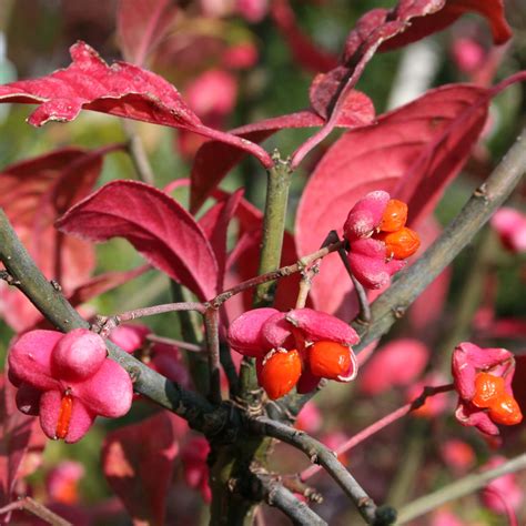 Euonymus Europaeus Red Cascade Fusain D Europe Teintes Tr S Chaudes