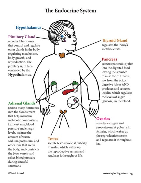 Endocrine System