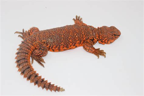 Red Nigerian Uromastyx For Sale - Imperial Reptiles – IMPERIAL REPTILES & EXOTICS