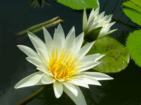 White Lotus Flower