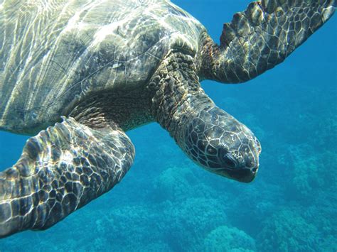 Maui Snorkel Tours Kihei Alles Wat U Moet Weten Voordat Je Gaat