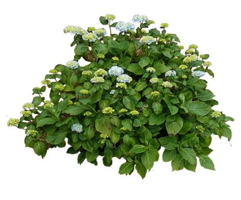 Hydrangea Plant Flowering Shrub for Gardens Clipart PNG | PNG All