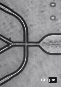 Polyacrylamide Application Image Section Part Dolomite Microfluidics