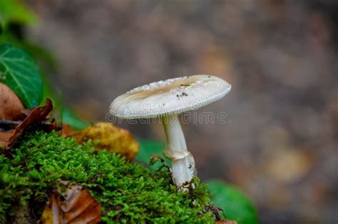 Murrill S Slender Caesar Mushroom Stock Image Image Of Plant Flower