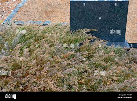 Black Gravestone Surrounded By Evergreen Thuja Leaves Stock Photo Alamy