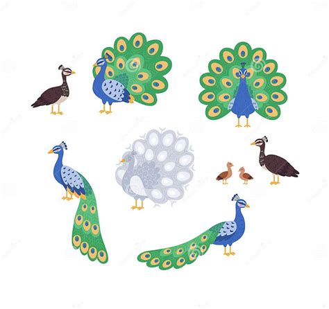 Colorful Peacocks Set Of Cartoon Illustration Vector On White Stock