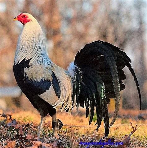 Lista 97 Foto Como Hacer Jaula Casera Para Gallos De Pelea Mirada Tensa