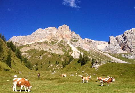 Alpi Runner72 Passo San Pellegrino E Rifugio Fuciade In MTB