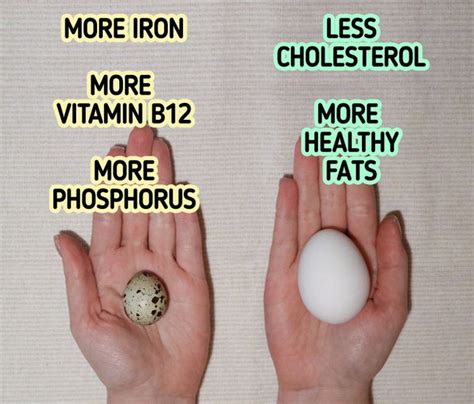 Quail Eggs Vs Chicken Eggs The Ultimate Guide