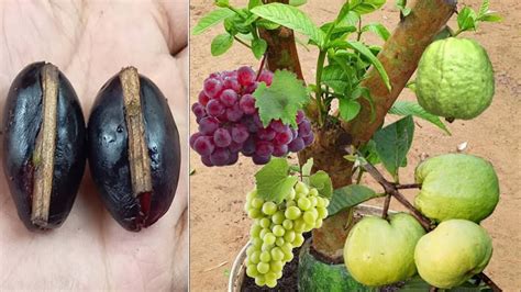 New Techniques For Growing Guava Tree In Grapes Fruit To Get Fruits