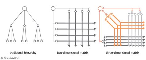 matrix organisational structure