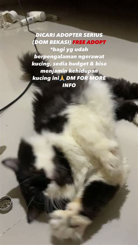 F On Twitter OPEN ADOPT Kucing Persia Jantan 4th Full Indoor Belum