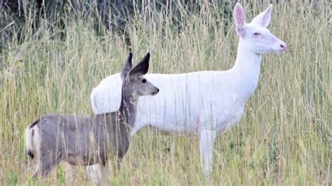 Billings Man Captures Rare Albino Deer With Camera