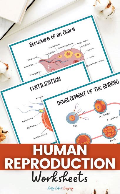 Human Reproduction Worksheets Free Homeschool Deals