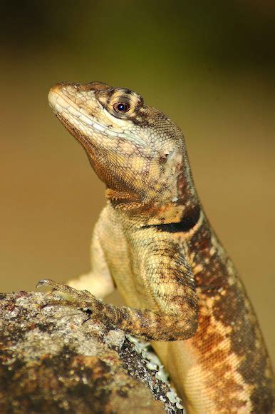 Eastern Collared Spiny Lizard Amazon Lava Lizard Calango Project Noah