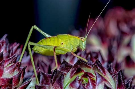 19 Tiny Green Bugs That Bite How To Get Rid Of Them