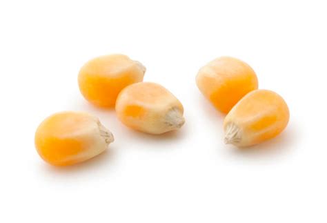 Более 6 600 работ на тему «кукурузное зерно»: стоковые фото, картинки и ...