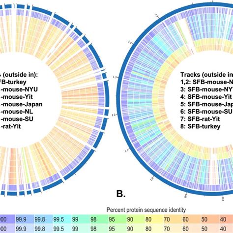 Proteome Comparison Of Seven Strains Of Segmented Filamentous Bacteria